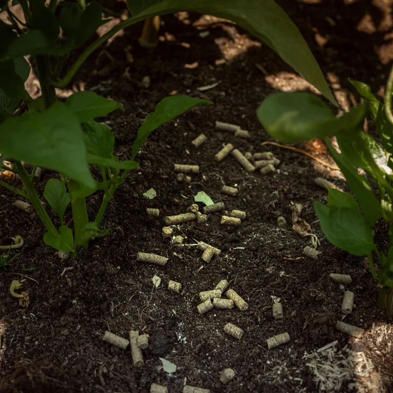 Soil Granulat zur Bekämpfung von Bodenschädlingen: Engerlinge, Drahtwürmer und Dickmaulrüssler