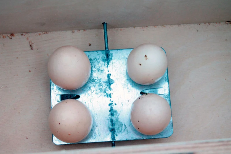 ECO Lebendfalle Kastenfalle gegen Marder, Ratten, Füchse und Waschbären