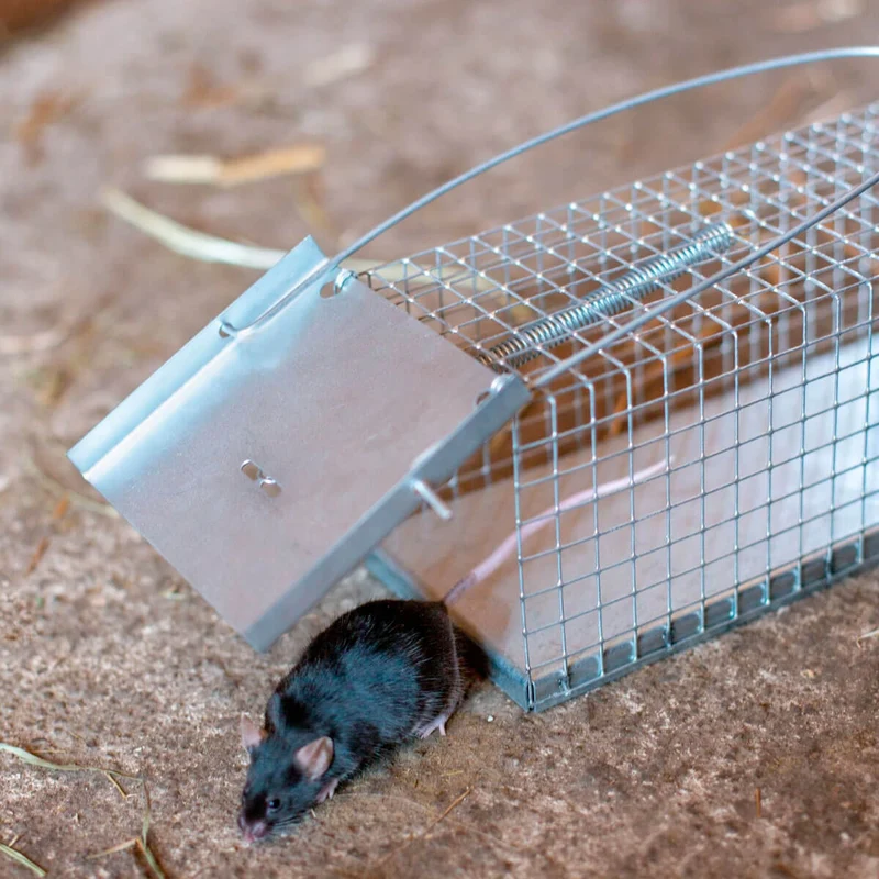 Rat - Lebendfalle Drahtfalle gegen Marder, Füchse, Katzen und Hunde