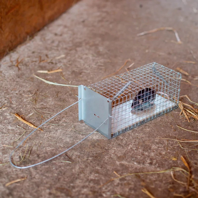 Rat - Lebendfalle Drahtfalle gegen Marder, Füchse, Katzen und Hunde