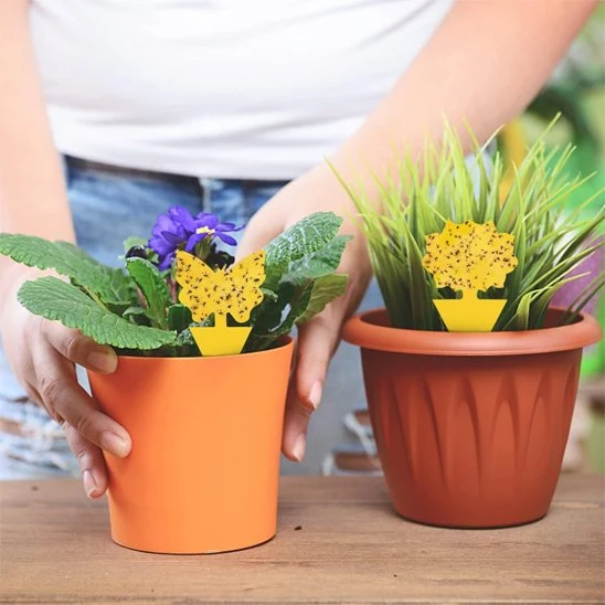 PIEGE A MOUCHE - AltoMouche™ Déco-Collant