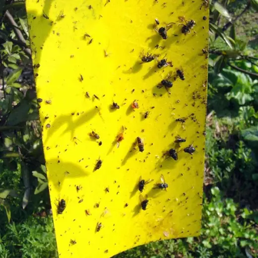 Piège à Mouches - AltoMouche™ - Feuille Jaune