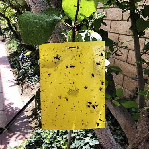 Piège à Mouches - AltoMouche™ - Feuille Jaune