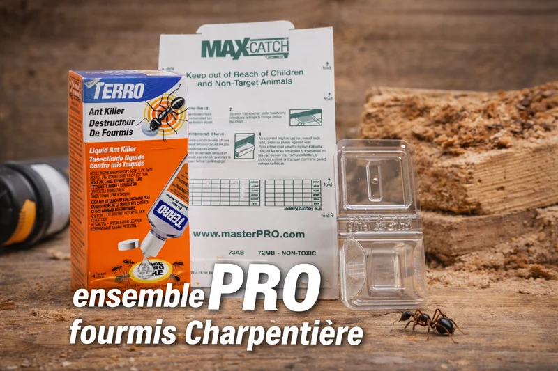 Ensemble professionnel pour le traitement des fourmis charpentières