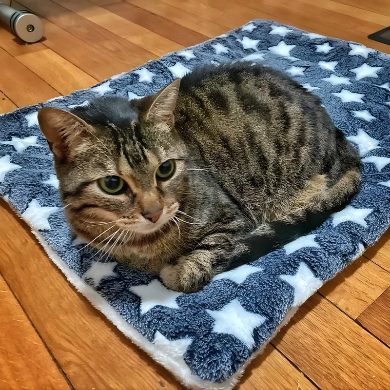 CozyPaw – Le Lit Apaisant et Douillet pour Chats