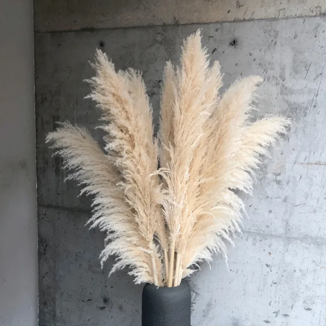 Herbe de Pampas Séchée - Décoration Bohème Naturelle