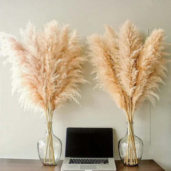 Herbe de Pampas Séchée - Décoration Bohème Naturelle