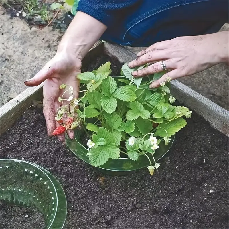 Collier Anti-Escargot Réutilisable pour Plantes