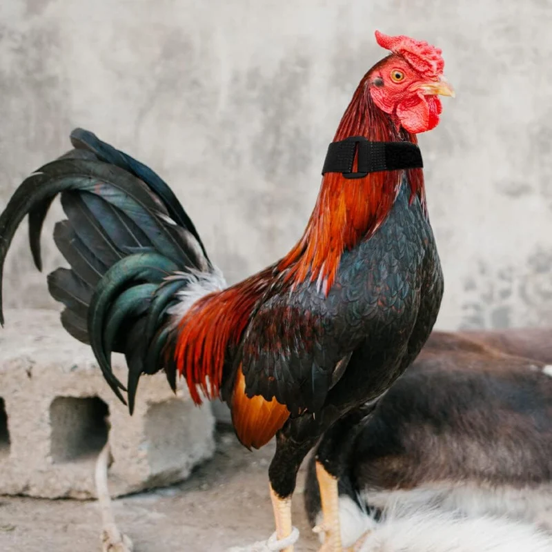 Collier Anti-Cri Réglable pour Poulets