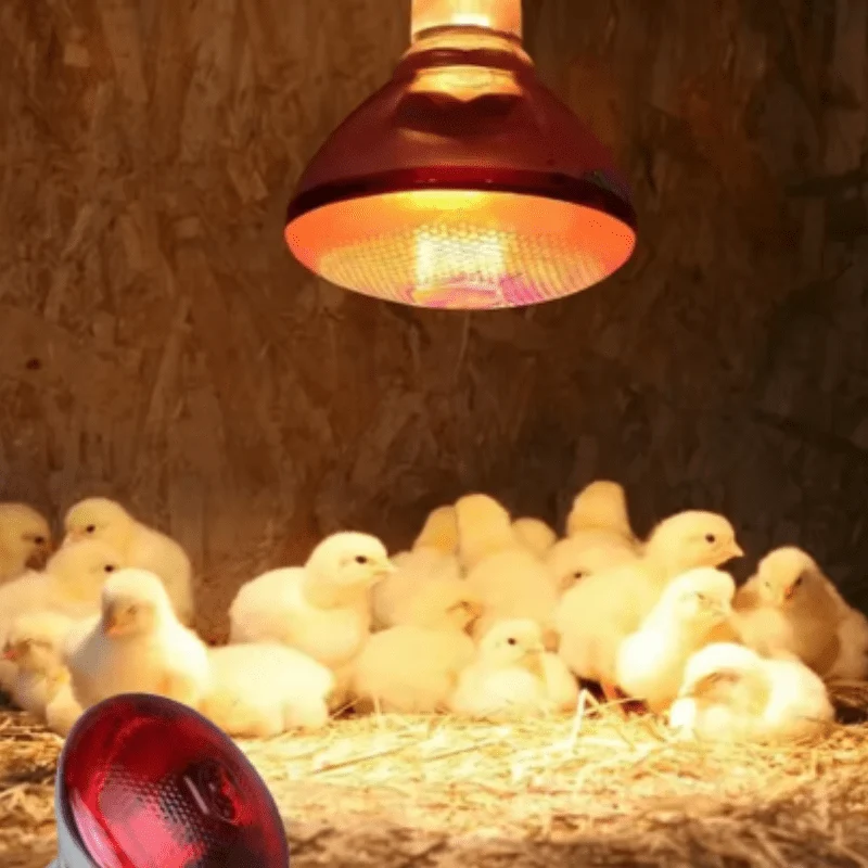 Lampe Chauffante à Infrarouge pour Poulailler