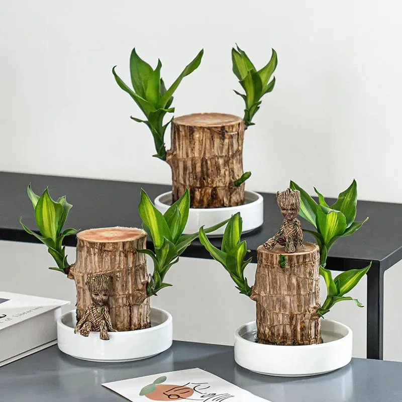 Bois Porte-Bonheur Apaisant (+Figurine Offerte)