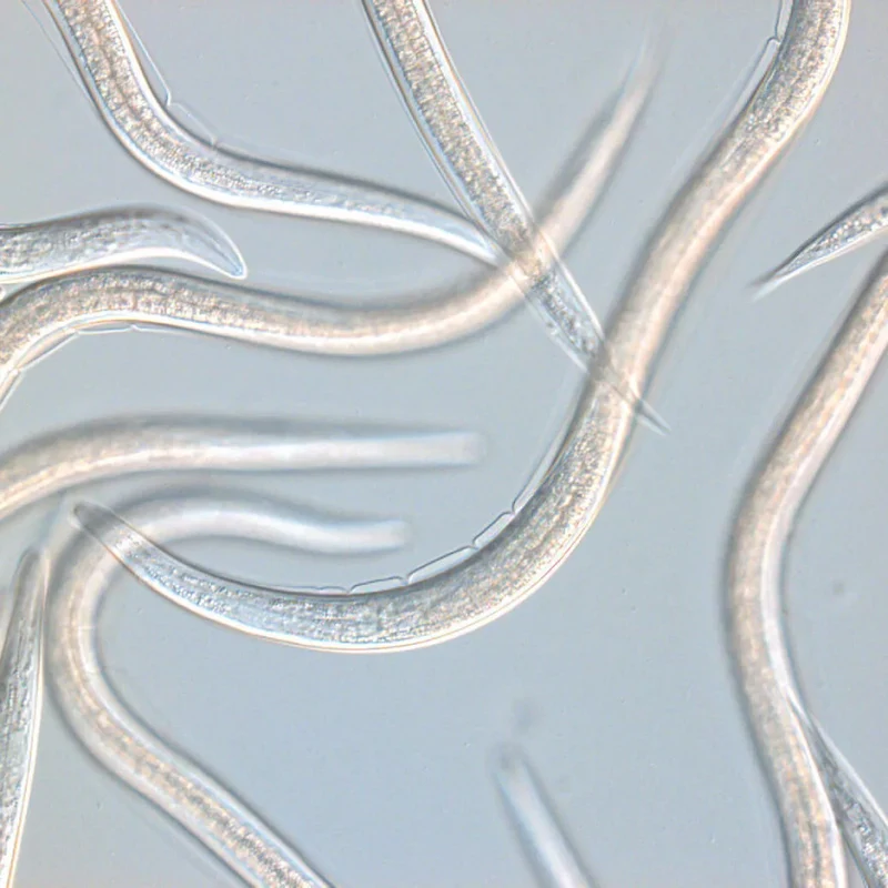 Nématodes pelouse et gazon anti-tipules