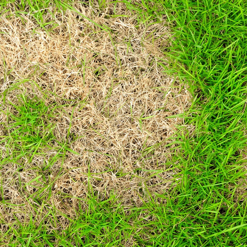Nématodes pelouse et gazon anti-tipules