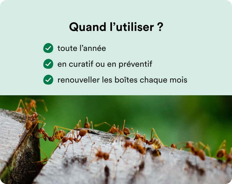 Gel appât anti-fourmis (OTP)