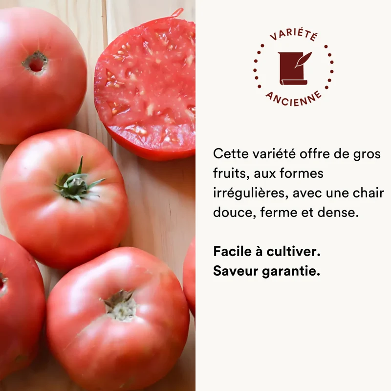 Tomate Rose Tardive Ponderosa Pink