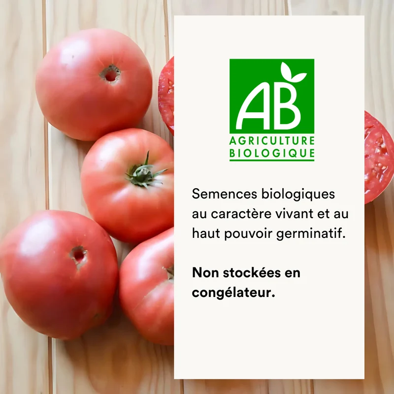 Tomate Rose Tardive Ponderosa Pink