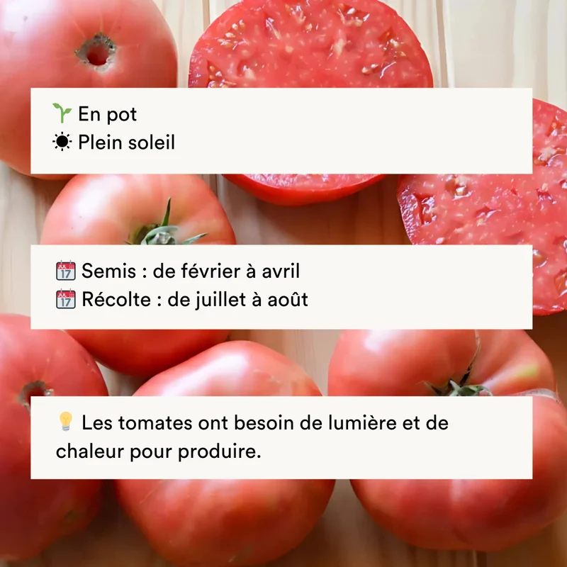 Tomate Rose Tardive Ponderosa Pink