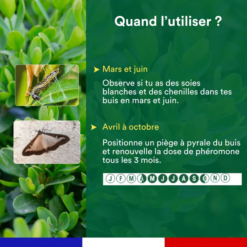 Kit de 3 seringues de phéromone contre la pyrale du buis