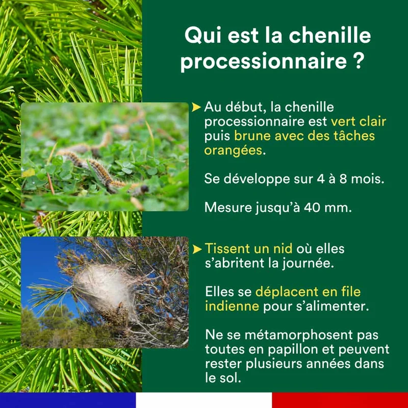 Piège à phéromone contre la processionnaire