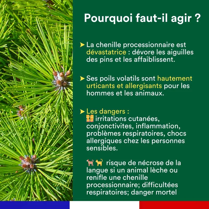 Piège à phéromone contre la processionnaire