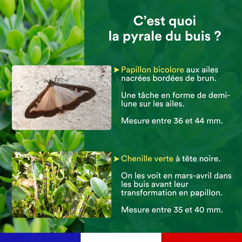 Piège à phéromone contre la pyrale du buis