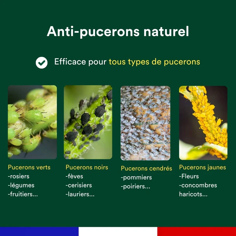 Anti-pucerons naturel - Kit annuel (3 flacons)