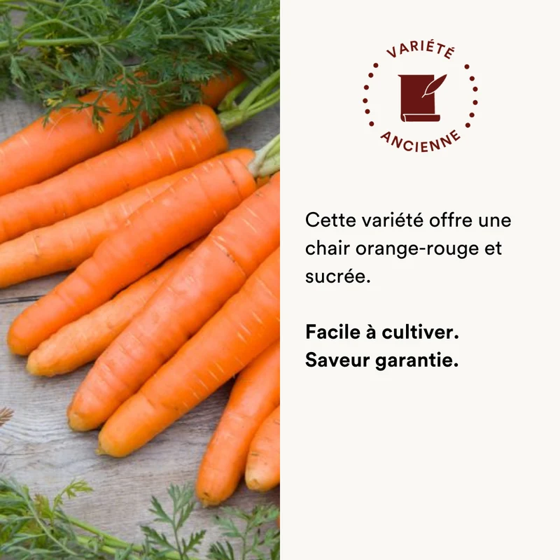 Carotte Orange Dolciva (Nantaise Améliorée)