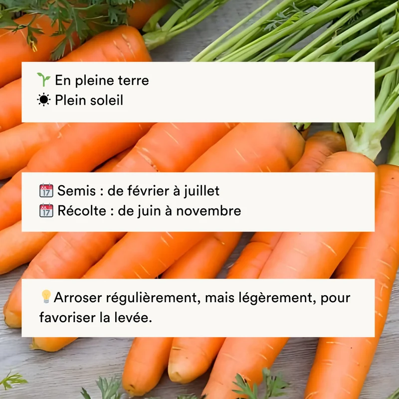 Carotte Orange Dolciva (Nantaise Améliorée)