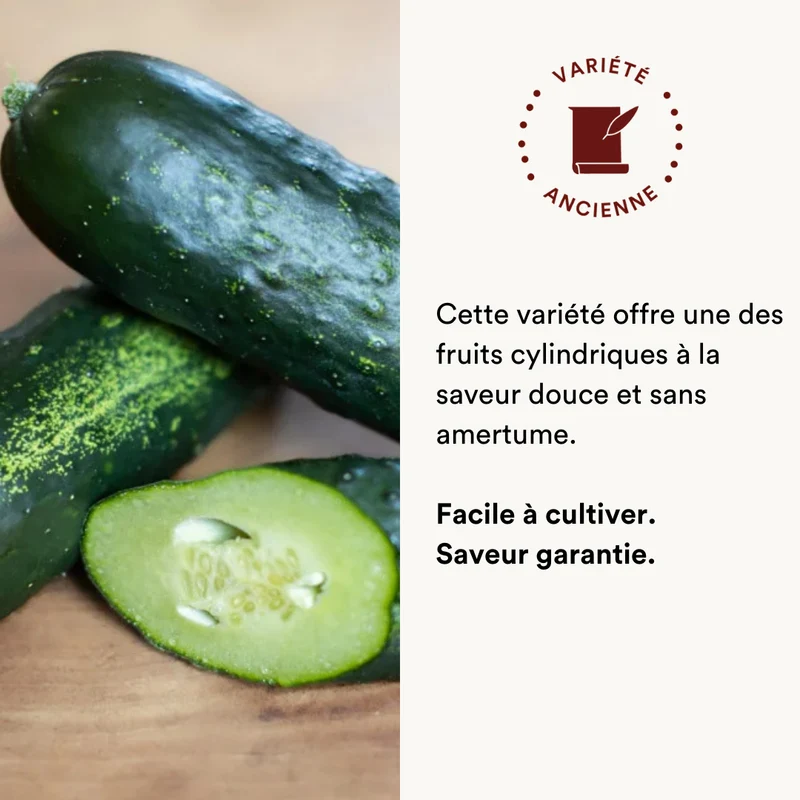 Concombre Le Généreux