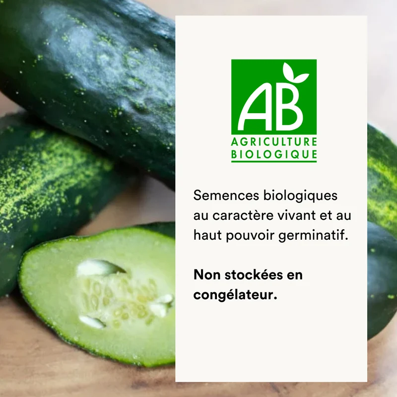 Concombre Le Généreux