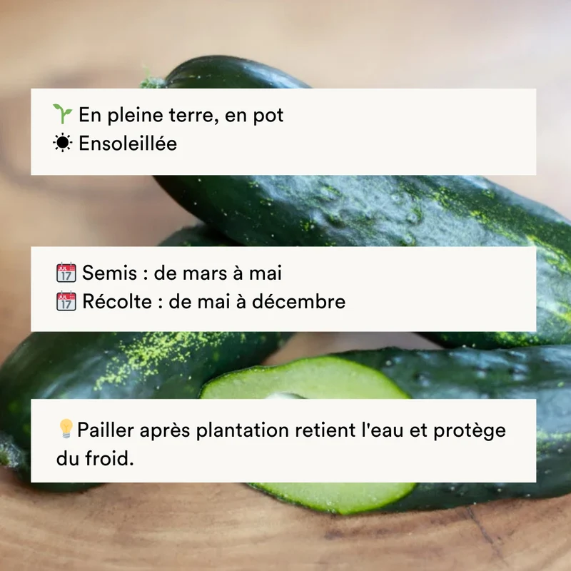 Concombre Le Généreux
