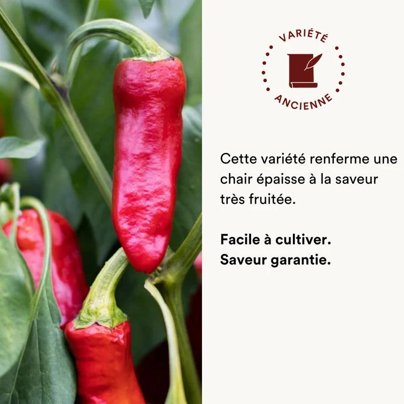 Piment Fort Rouge/De Mi-Saison D’Espelette / Gorria