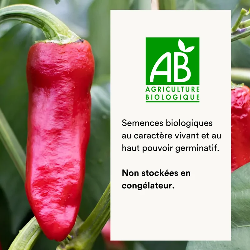 Piment Fort Rouge/De Mi-Saison D’Espelette / Gorria