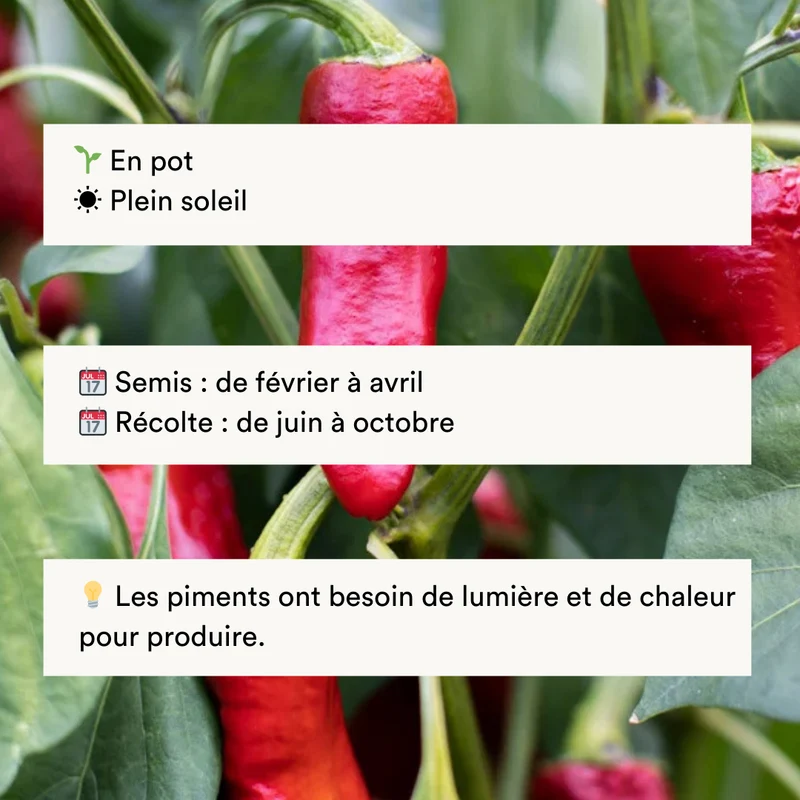 Piment Fort Rouge/De Mi-Saison D’Espelette / Gorria