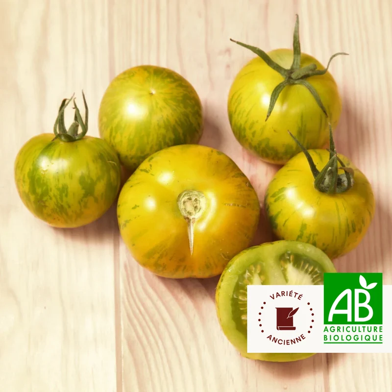 Tomate Verte Mi-Saison Green Zebra