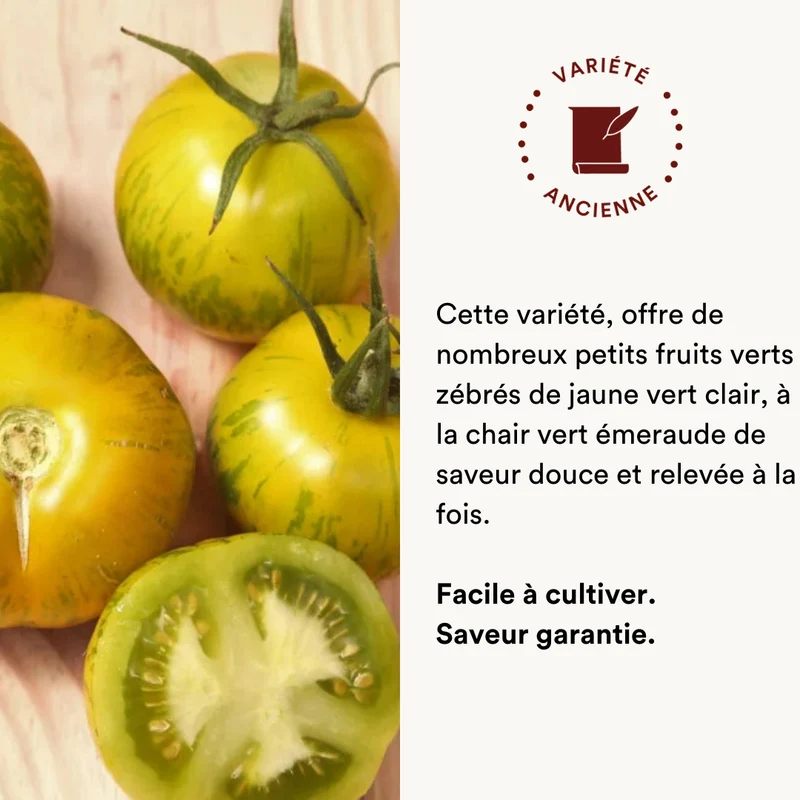Tomate Verte Mi-Saison Green Zebra