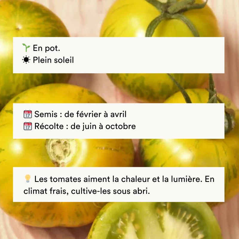 Tomate Verte Mi-Saison Green Zebra