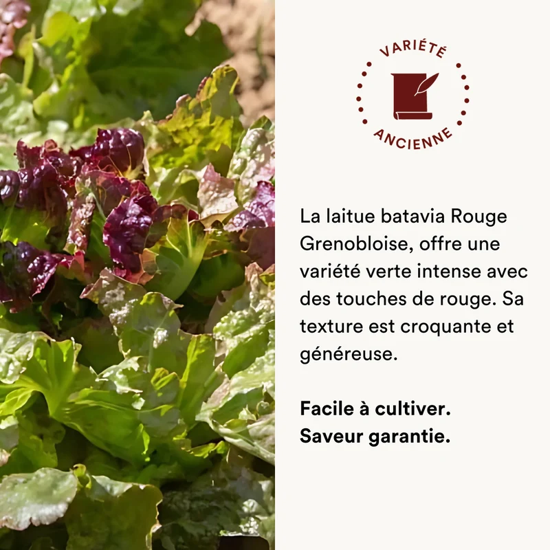 Laitue Batavia rouge Grenobloise