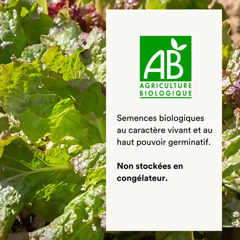 Laitue Batavia rouge Grenobloise