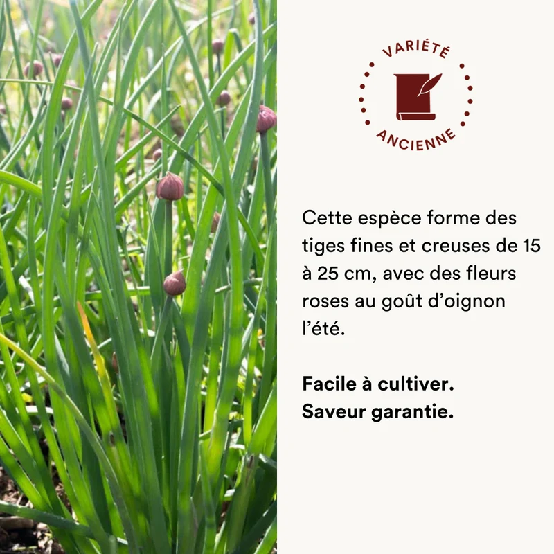 Ciboulette Commune