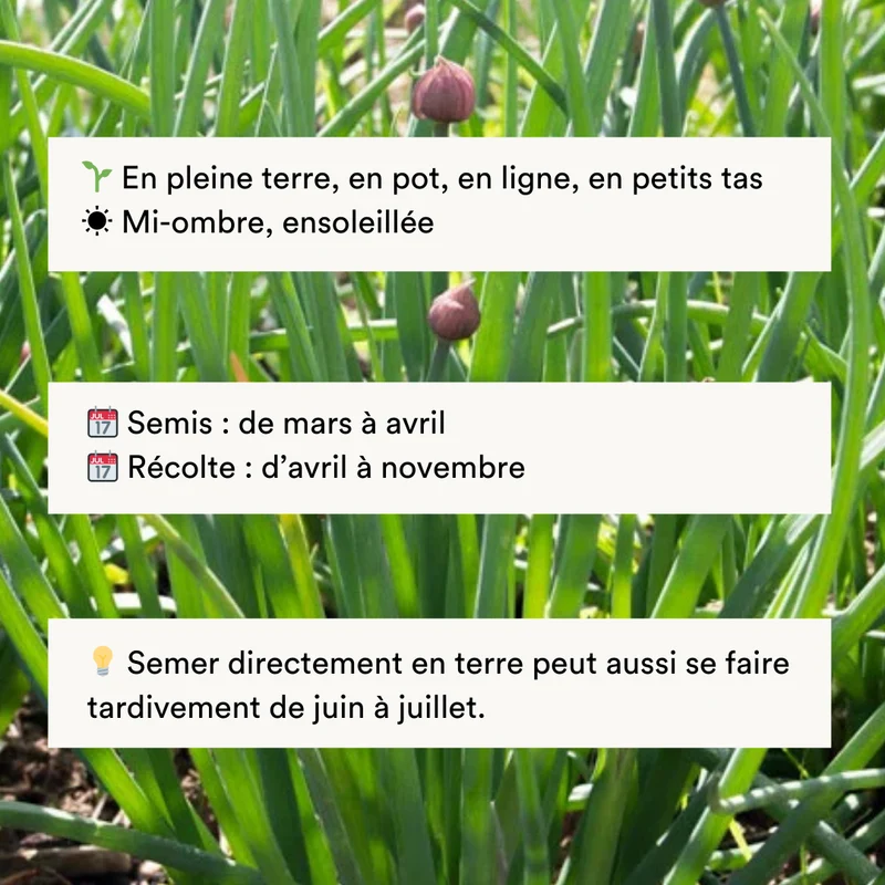 Ciboulette Commune