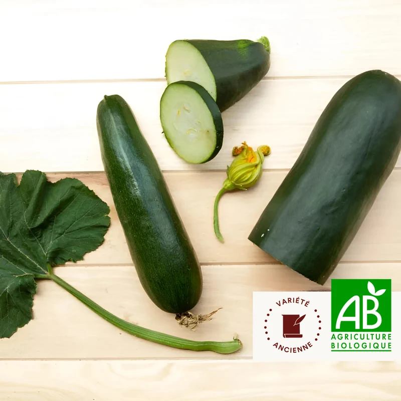 Courgette Verte de Milan / Black Beauty