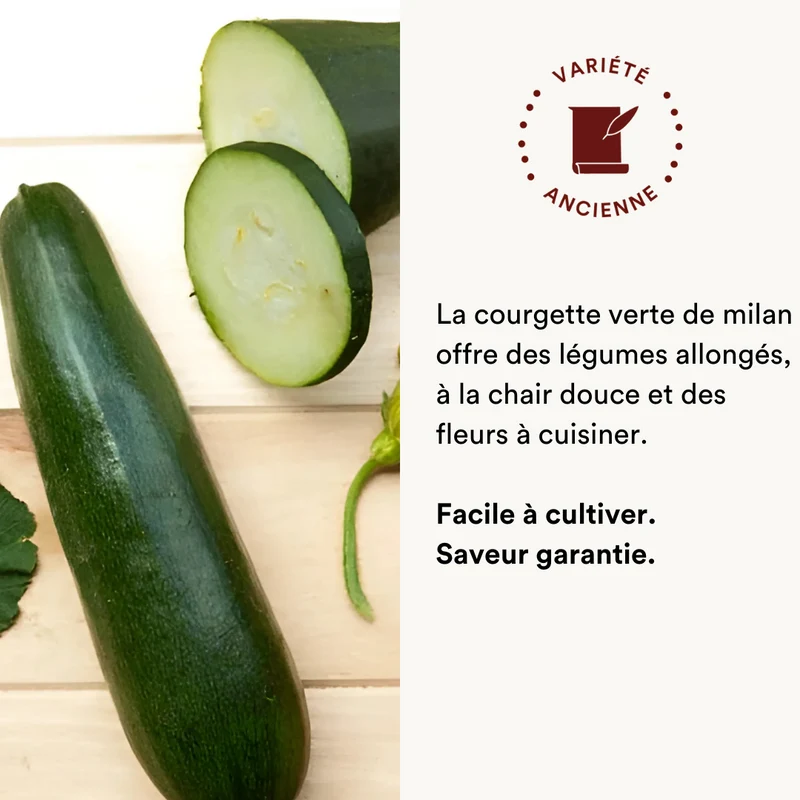 Courgette Verte de Milan / Black Beauty