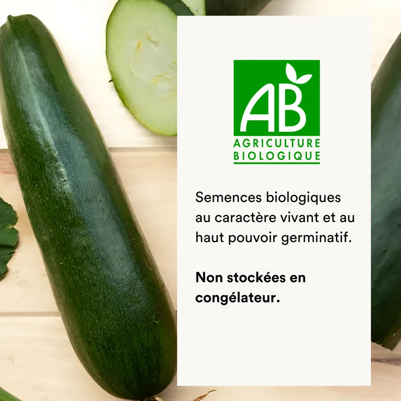 Courgette Verte de Milan / Black Beauty