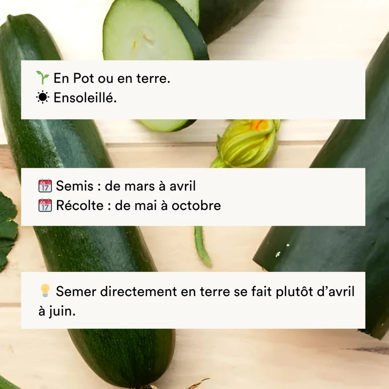 Courgette Verte de Milan / Black Beauty