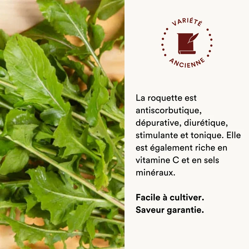 Roquette cultivée