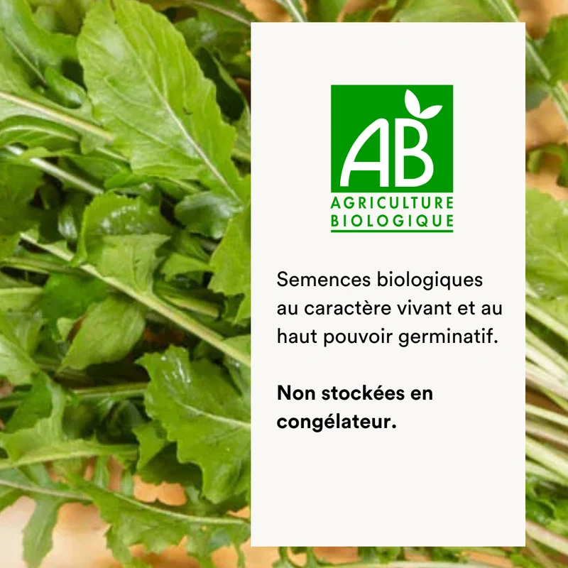 Roquette cultivée
