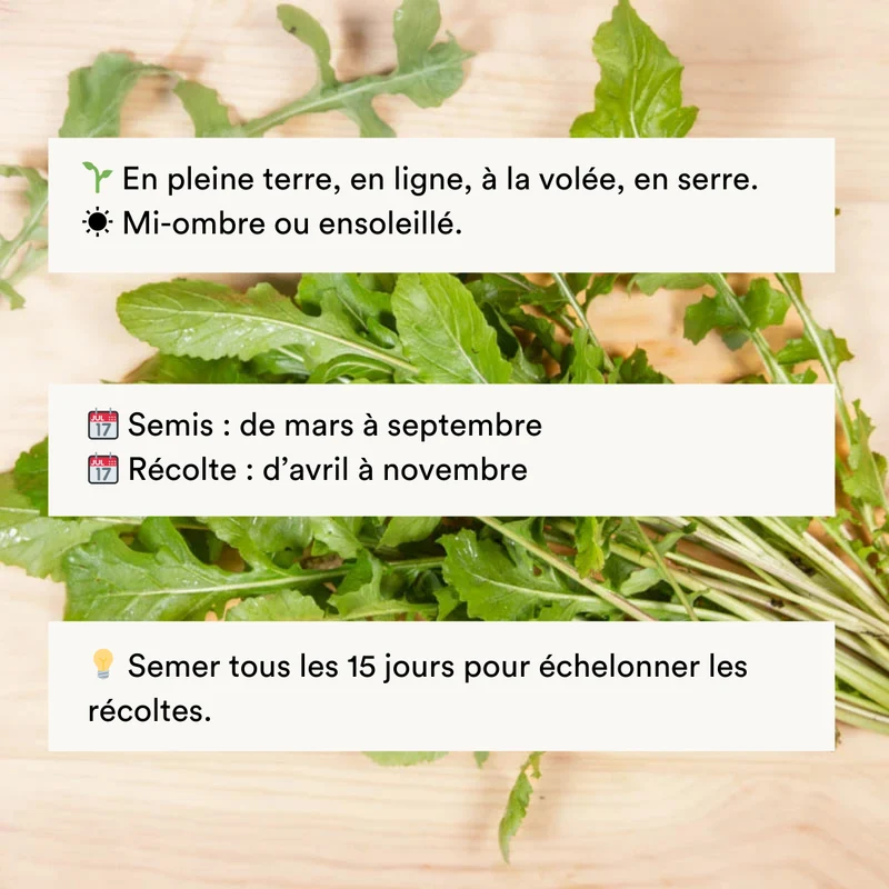 Roquette cultivée