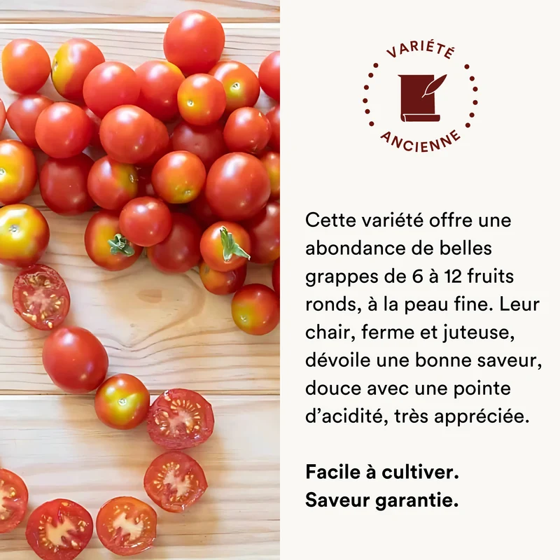 Tomate-Cerise Rouge Précoce Délice du Jardinier