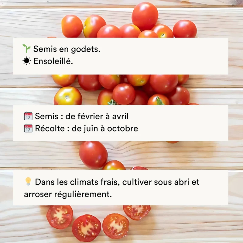 Tomate-Cerise Rouge Précoce Délice du Jardinier